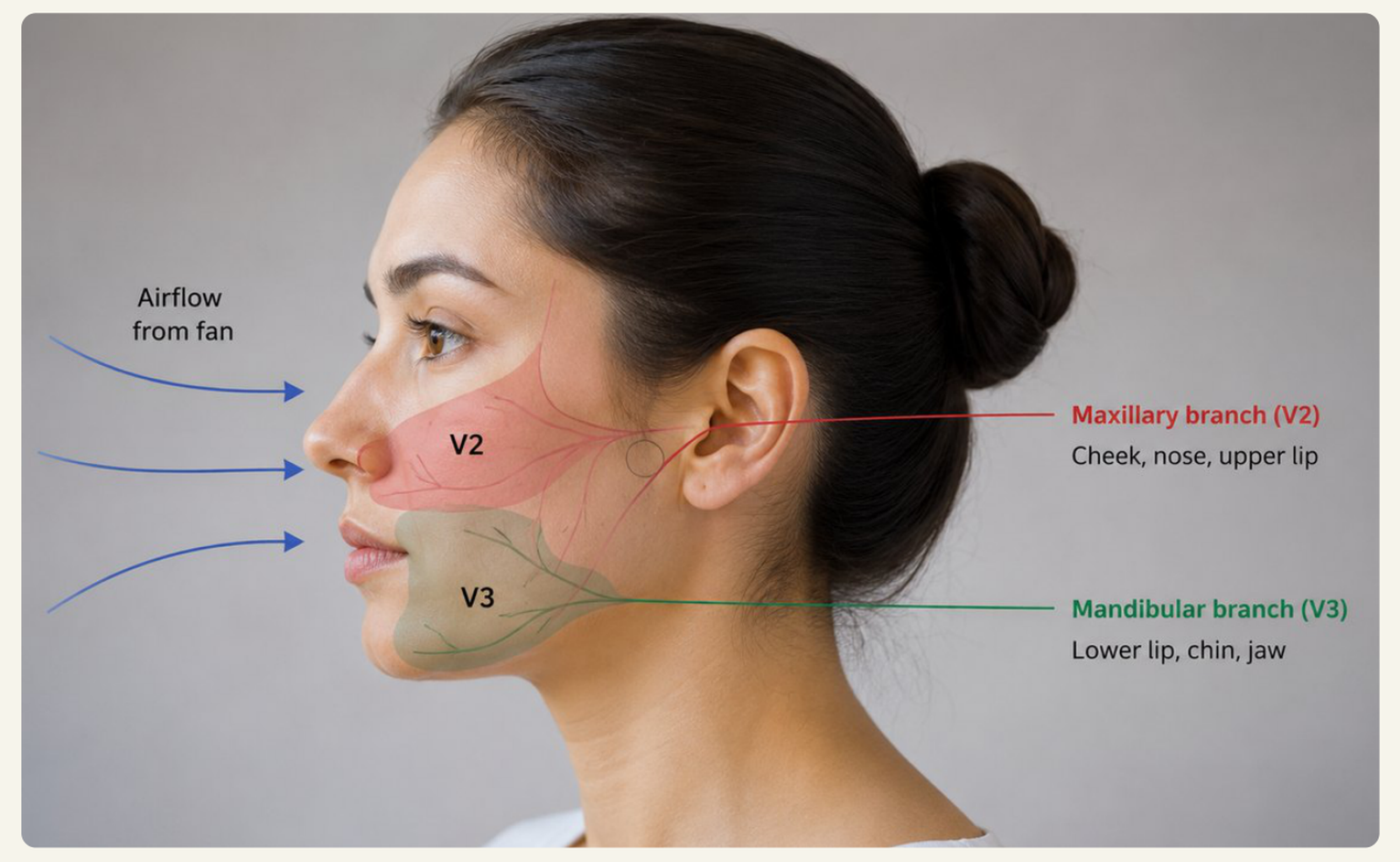 The V2 maxillary and V3 mandibular branches of the trigeminal nerve shown over a face in profile, with airflow from a fan directed across them