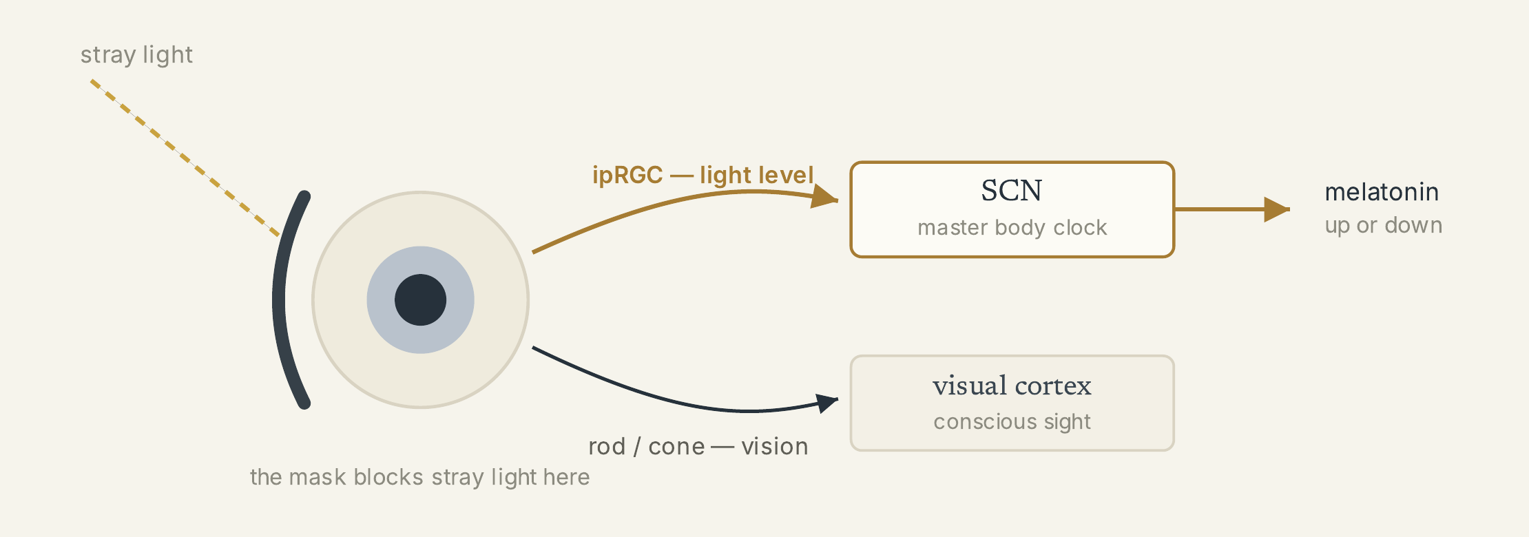 Diagram: stray light reaching the eye splits into two pathways — ipRGC light-level signalling to the SCN master body clock, which moves melatonin up or down, and rod/cone vision to the visual cortex. The mask blocks stray light at the eye.